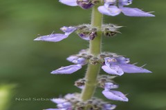Plectranthus barbatus
